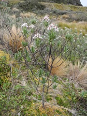 Linochilus rupestris
