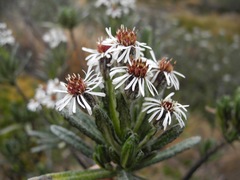 Linochilus rupestris