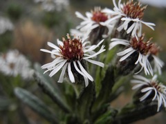 Linochilus rupestris