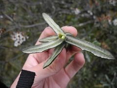 Linochilus rupestris