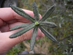 Linochilus rupestris