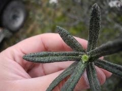 Linochilus rupestris