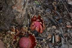 Langsdorffia hypogaea