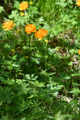 Trollius sibiricus
