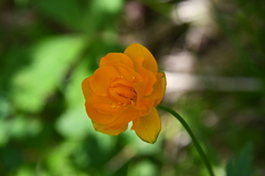 Trollius sibiricus