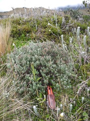 Linochilus rhomboidalis