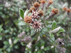 Linochilus rhomboidalis