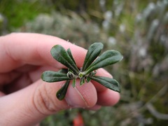 Linochilus rhomboidalis