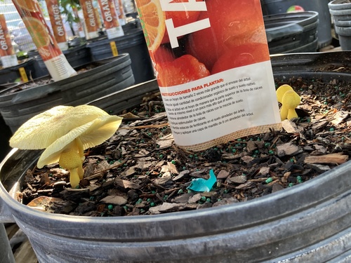 Leucocoprinus birnbaumii image