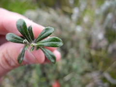 Linochilus rhomboidalis