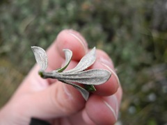 Linochilus rhomboidalis