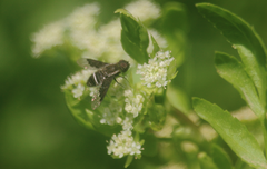 Hemipenthes differens