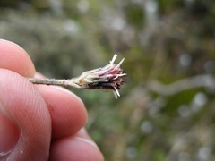 Linochilus rhomboidalis