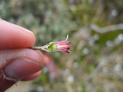 Linochilus rhomboidalis