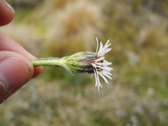 Linochilus rhomboidalis