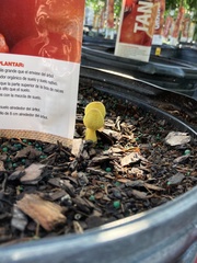 Leucocoprinus birnbaumii image