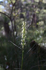 Prasophyllum brownii