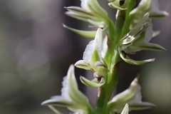 Prasophyllum brownii