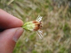 Linochilus rhomboidalis