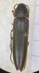 Serropalpus barbatus