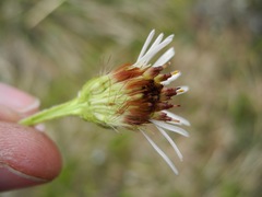 Linochilus rhomboidalis