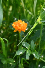 Trollius sibiricus