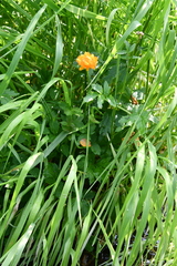 Trollius sibiricus