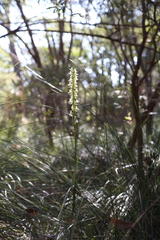 Prasophyllum brownii
