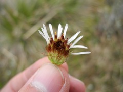 Linochilus rhomboidalis