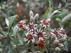 Linochilus rhomboidalis