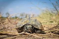 Malayemys khoratensis