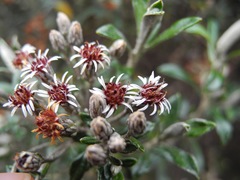 Linochilus rhomboidalis