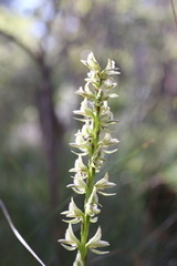 Prasophyllum brownii
