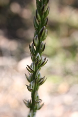 Prasophyllum brownii