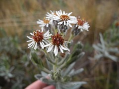 Linochilus rupestris