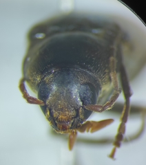 Serropalpus barbatus