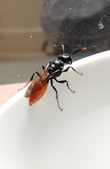 Philanthus loeflingi