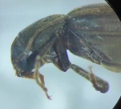 Serropalpus barbatus