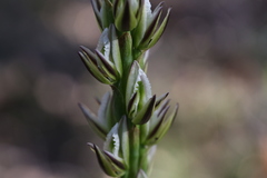 Prasophyllum brownii