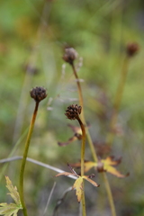 Trollius sibiricus