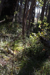Prasophyllum brownii