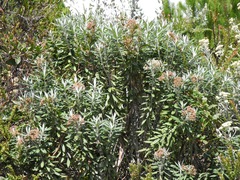 Linochilus floribundus