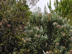 Linochilus floribundus