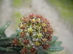 Linochilus floribundus