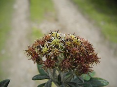 Linochilus floribundus