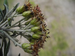 Linochilus floribundus