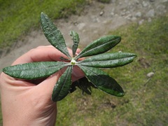 Linochilus floribundus