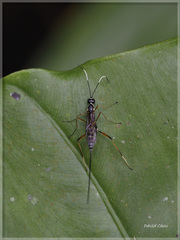 Poemeniinae