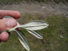 Linochilus floribundus