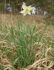 Narcissus × incomparabilis